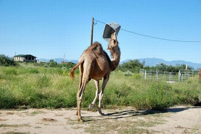 camel playing with a trash bin