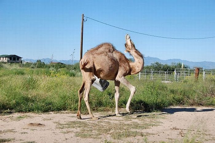 camel playing with a trash bin