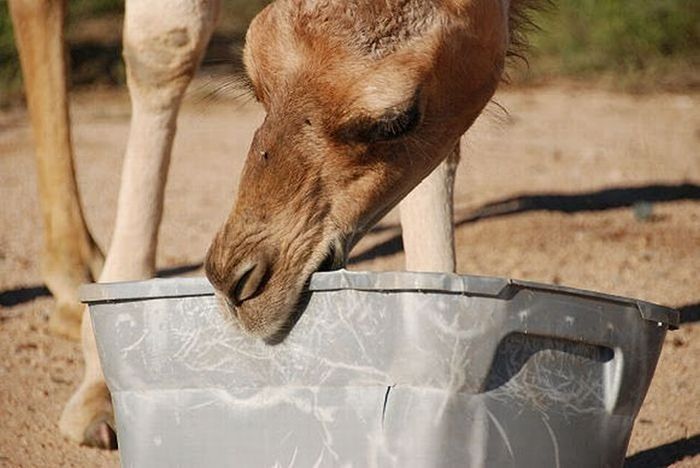 camel playing with a trash bin