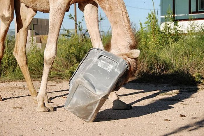 camel playing with a trash bin