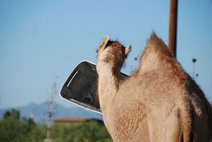 camel playing with a trash bin