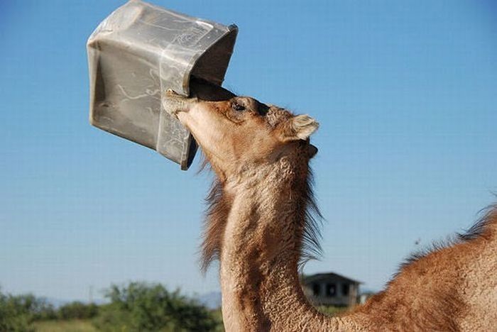 camel playing with a trash bin