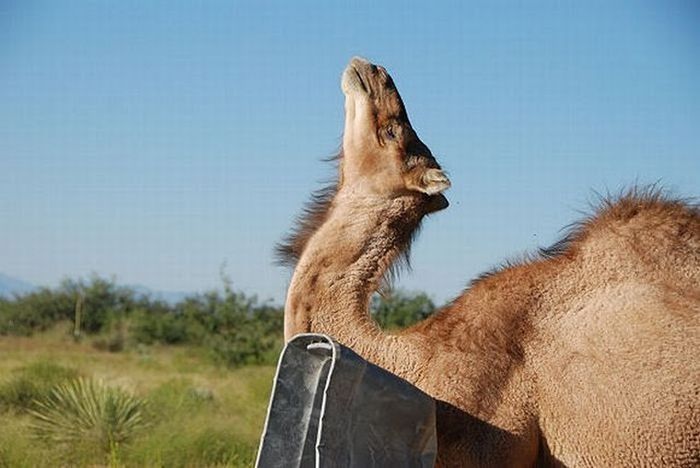 camel playing with a trash bin