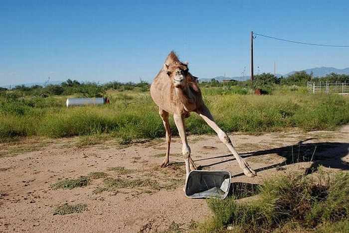 camel playing with a trash bin