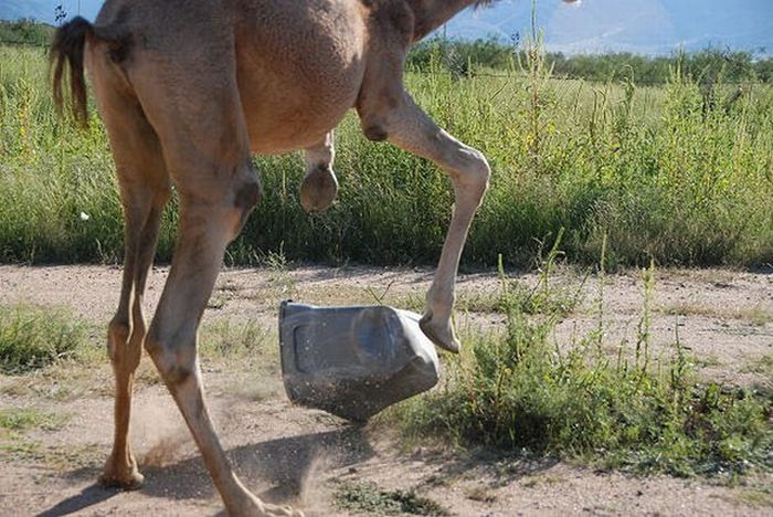 camel playing with a trash bin