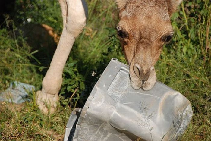camel playing with a trash bin