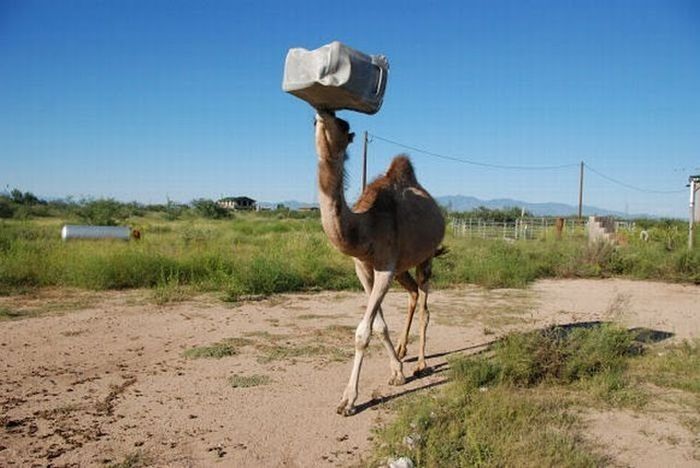 camel playing with a trash bin