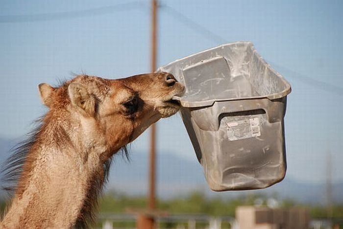 camel playing with a trash bin