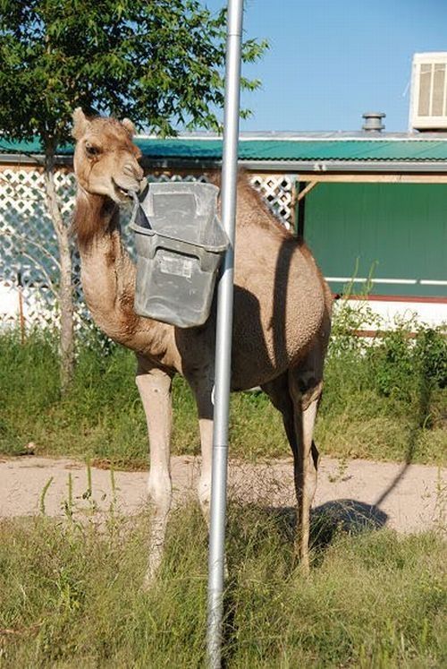 camel playing with a trash bin