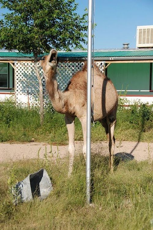 camel playing with a trash bin