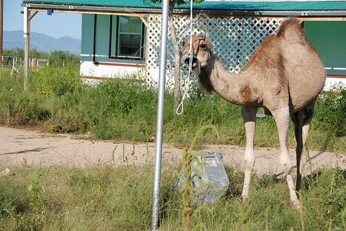 camel playing with a trash bin