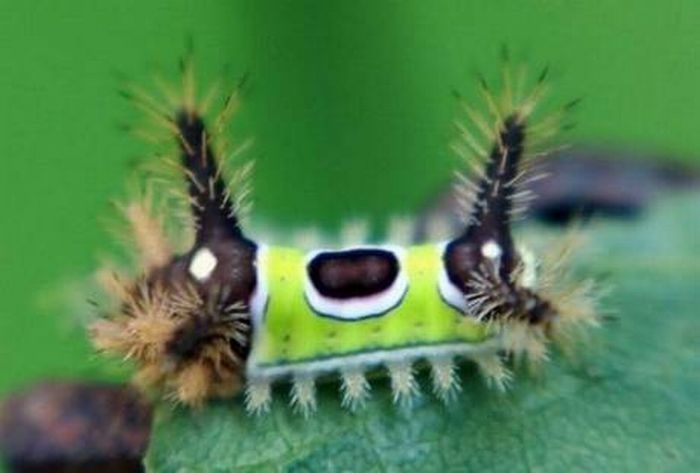 caterpillar