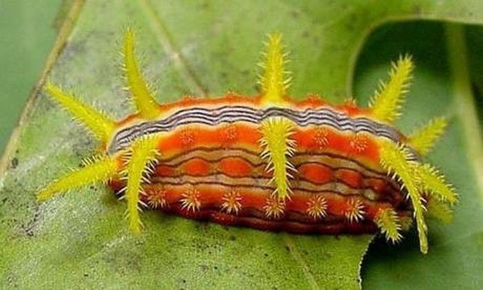 caterpillar