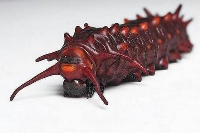 caterpillar