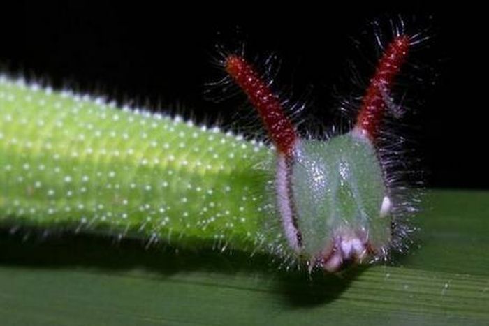 caterpillar