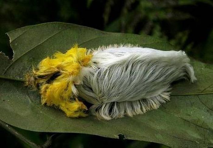 caterpillar