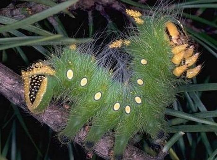 caterpillar