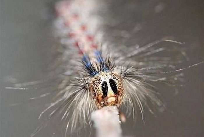 caterpillar