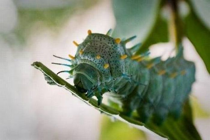 caterpillar