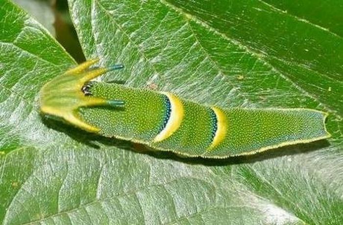 caterpillar