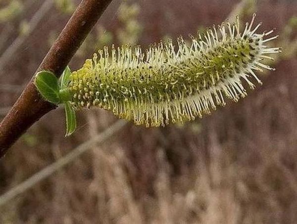 caterpillar