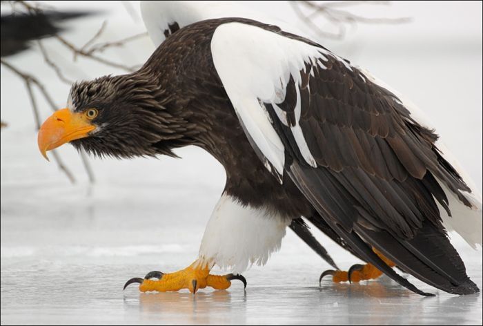 Steller's sea eagles, Kamchatka, Russia