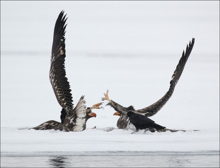 Steller's sea eagles, Kamchatka, Russia