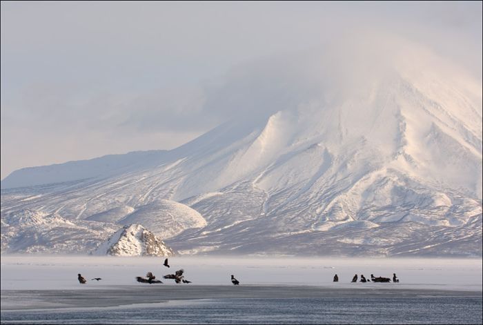 Steller's sea eagles, Kamchatka, Russia