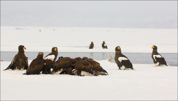 Steller's sea eagles, Kamchatka, Russia