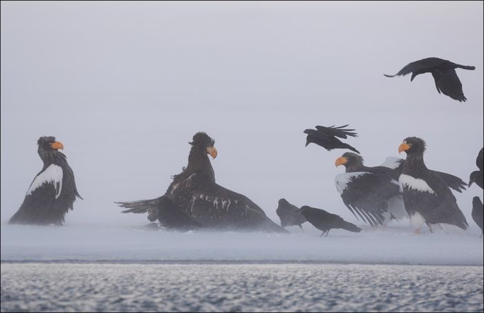 Steller's sea eagles, Kamchatka, Russia