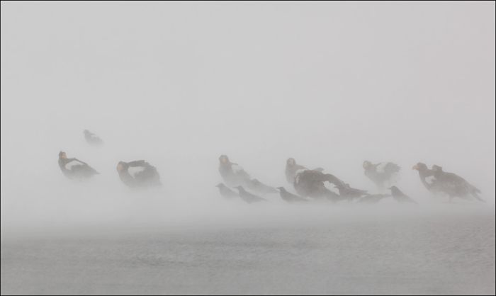 Steller's sea eagles, Kamchatka, Russia