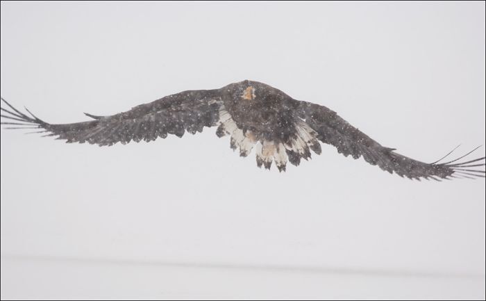 Steller's sea eagles, Kamchatka, Russia