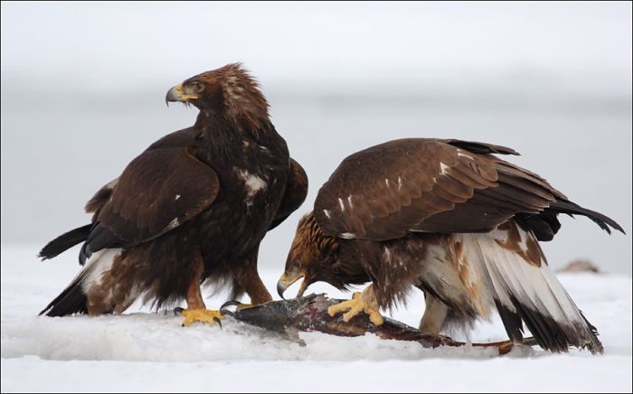 Steller's sea eagles, Kamchatka, Russia