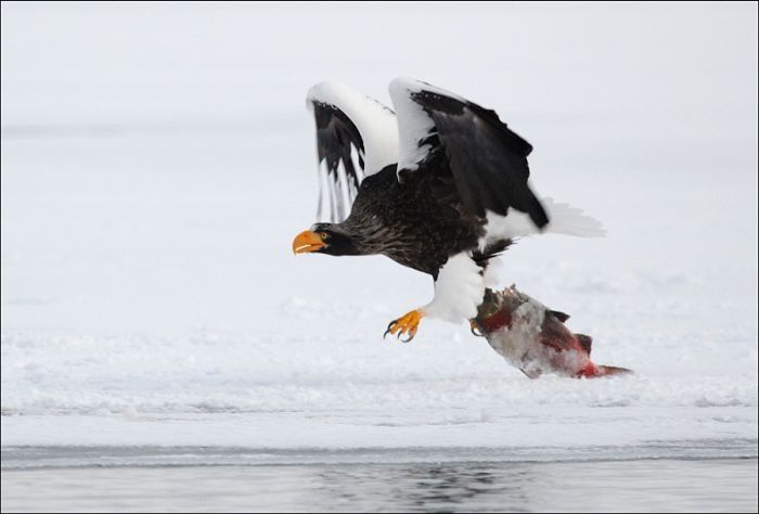 Steller's sea eagles, Kamchatka, Russia