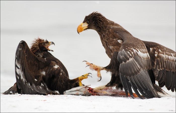 Steller's sea eagles, Kamchatka, Russia