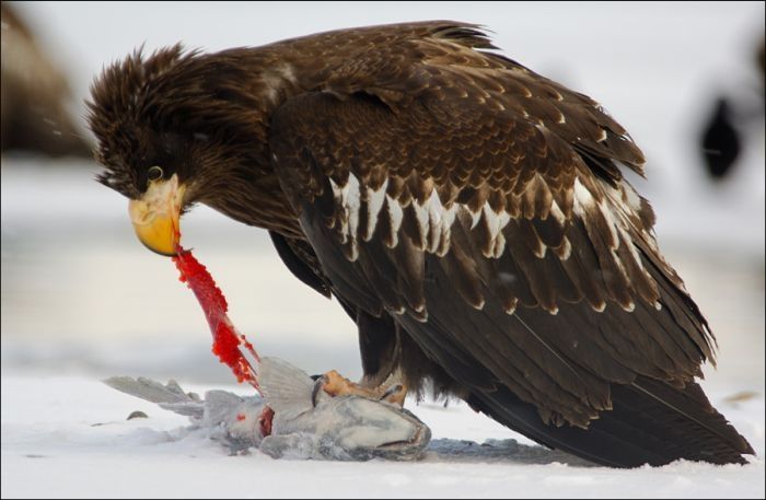 Steller's sea eagles, Kamchatka, Russia