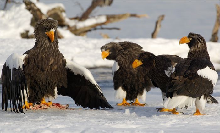 Steller's sea eagles, Kamchatka, Russia