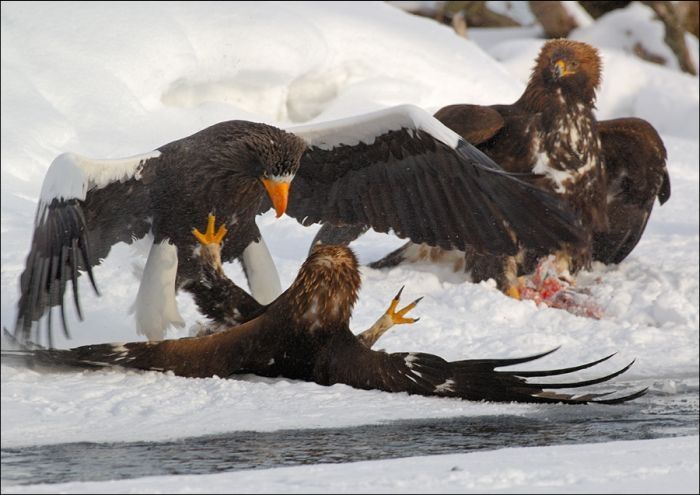 Steller's sea eagles, Kamchatka, Russia