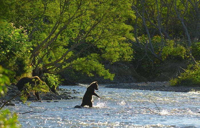 Bears fishing, Kamchatka, Russia