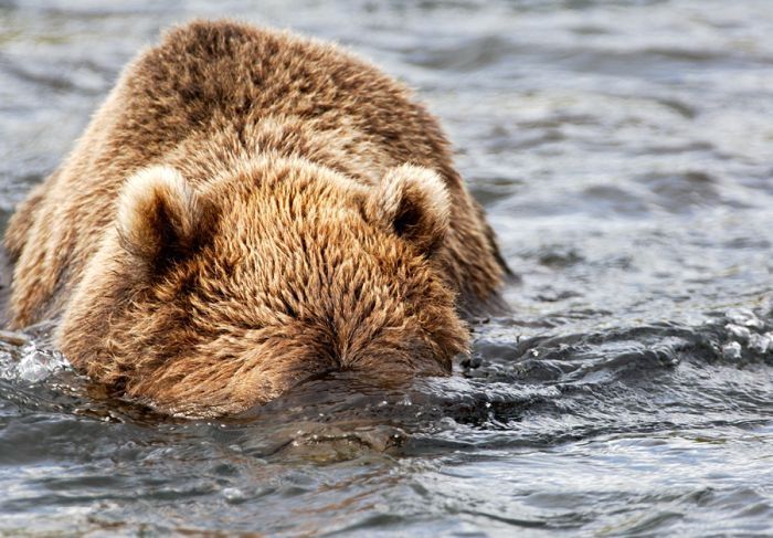 Bears fishing, Kamchatka, Russia