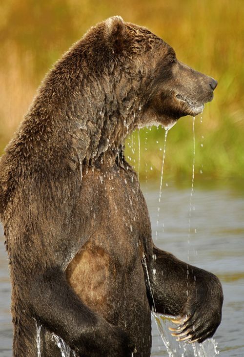 Bears fishing, Kamchatka, Russia