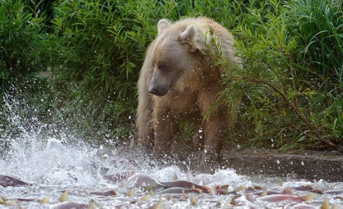 Bears fishing, Kamchatka, Russia