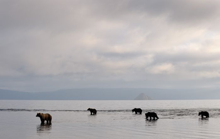 Bears fishing, Kamchatka, Russia