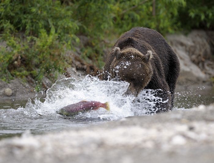 Bears fishing, Kamchatka, Russia