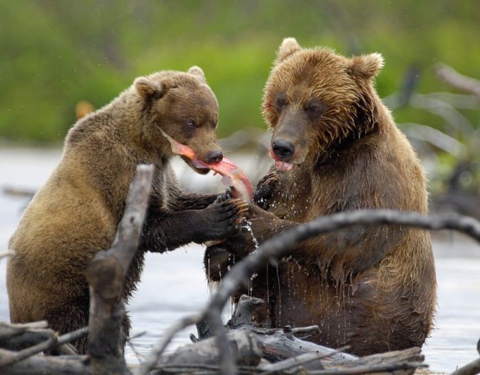 Bears fishing, Kamchatka, Russia