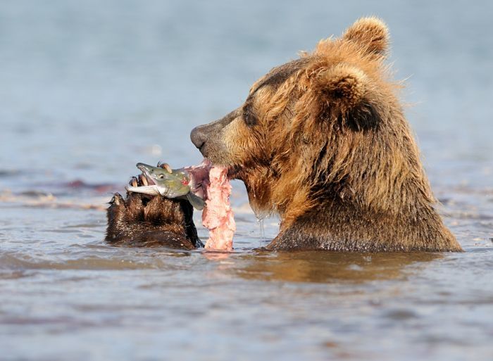 Bears fishing, Kamchatka, Russia