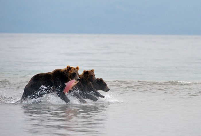 Bears fishing, Kamchatka, Russia