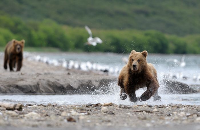 Bears fishing, Kamchatka, Russia