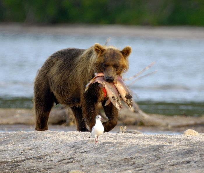 Bears fishing, Kamchatka, Russia