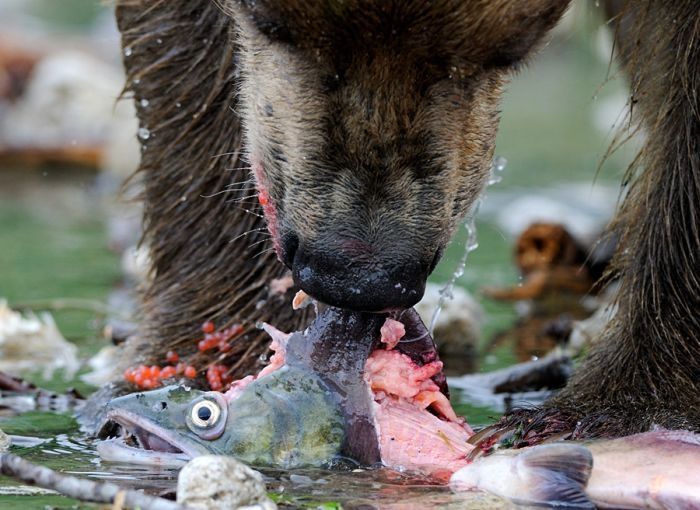 Bears fishing, Kamchatka, Russia